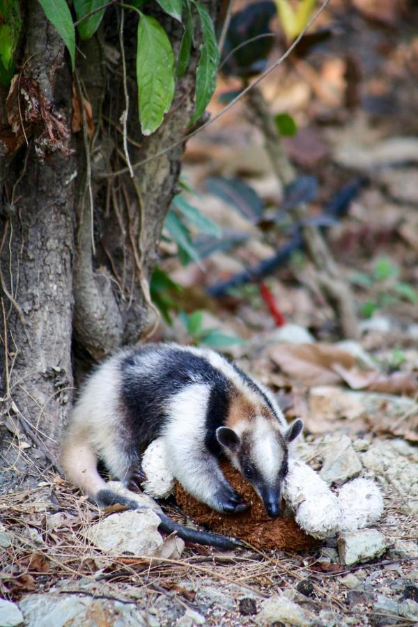 Jungle Lodge At Wild Sun Rescue Center Cabuya  Exterior foto